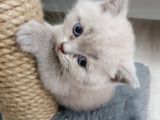 Anne Baba Safkan British Shorthair