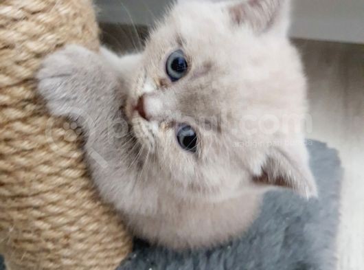 Anne Baba Safkan British Shorthair görsel