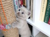 Anne Baba Safkan British Shorthair