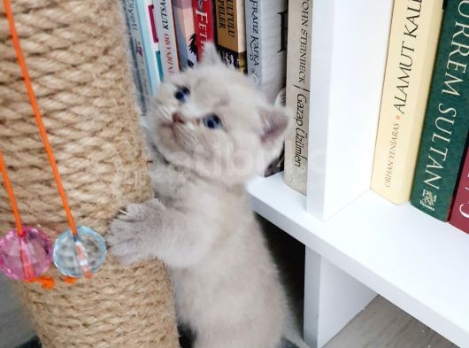 Anne Baba Safkan British Shorthair görsel