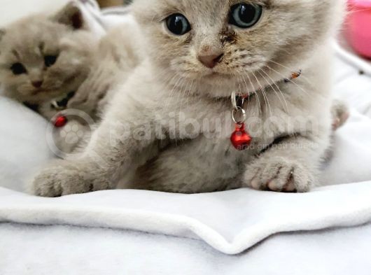 Anne Baba Safkan British Shorthair görsel