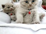 Anne Baba Safkan British Shorthair