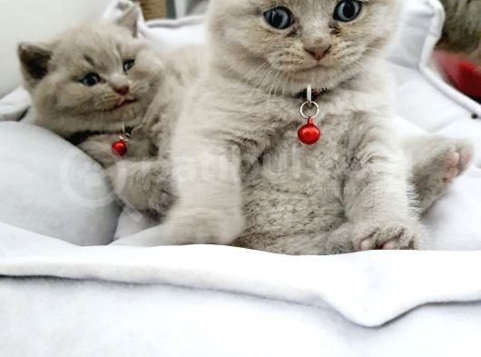 Anne Baba Safkan British Shorthair