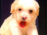 2 Aylik Erkek Malti̇poo