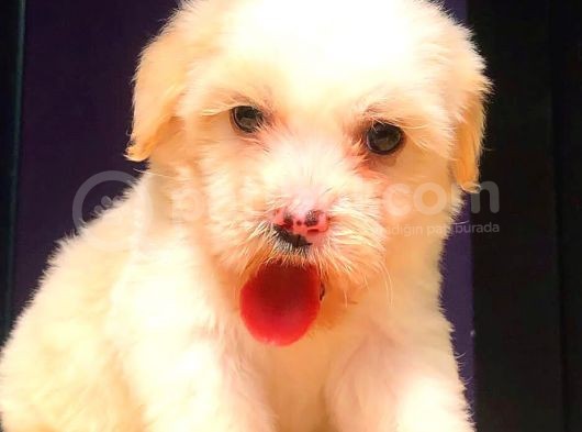 2 Aylik Erkek Malti̇poo görsel