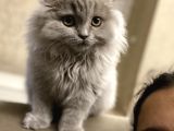 4 Aylık Erkek Scootish Fold Longhair Lilac