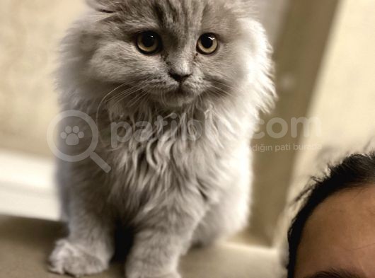 4 Aylık Erkek Scootish Fold Longhair Lilac