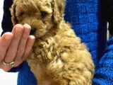 Toy Poodle