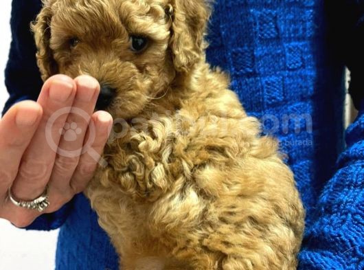 Toy Poodle görsel