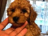 Toy Poodle