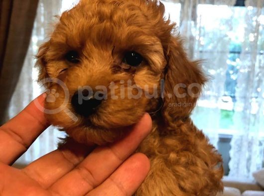 Toy Poodle görsel