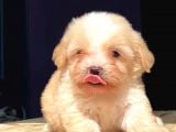 2 Aylik Erkek Malti̇poo