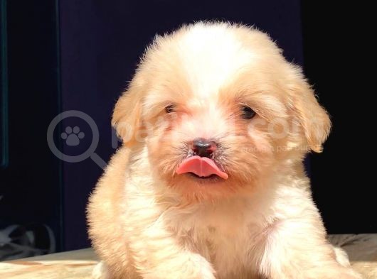 2 Aylik Erkek Malti̇poo