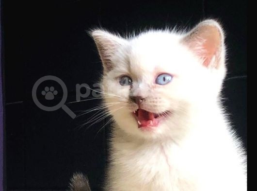 2 Aylik Di̇şi̇ Blue Poi̇nt Bri̇ti̇sh Shortai̇r görsel