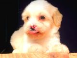 2 Aylik Erkek Malti̇poo