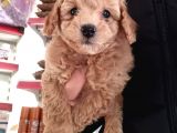 Toy Poodle
