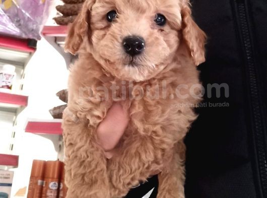 Toy Poodle görsel