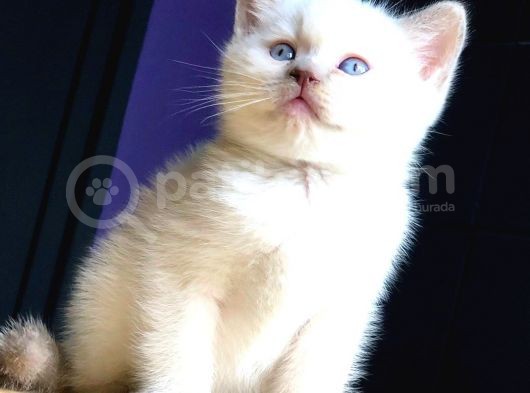2 Aylik Di̇şi̇ Blue Poi̇nt Bri̇ti̇sh Shortai̇r