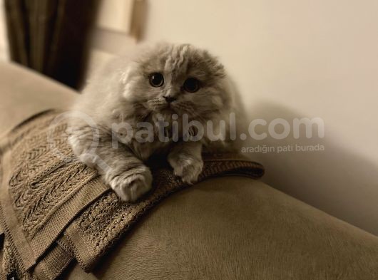 4 Aylık Erkek Scootish Fold Longhair Lilac görsel