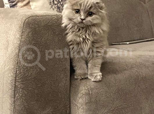 4 Aylık Erkek Scootish Fold Longhair Lilac görsel
