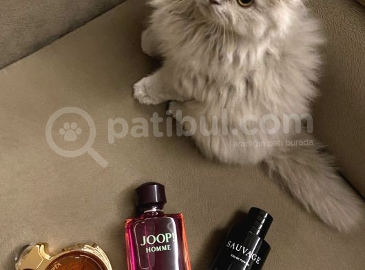 4 Aylık Erkek Scootish Fold Longhair Lilac görsel