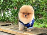 Orjinal Pomeranian
