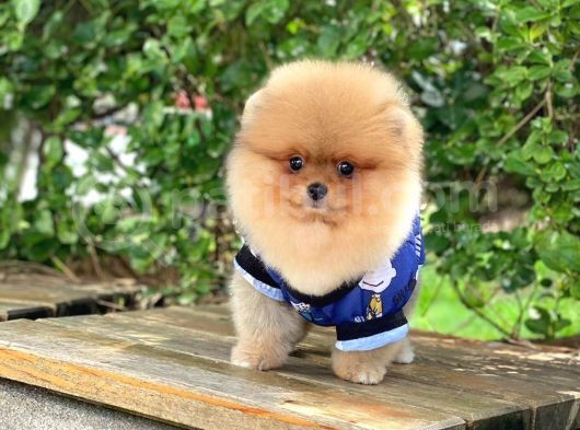 Orjinal Pomeranian görsel
