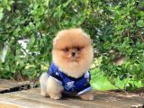 Orjinal Pomeranian