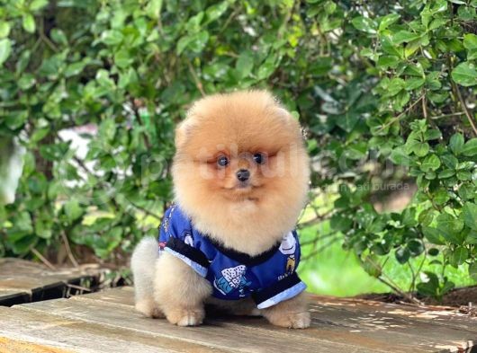 Orjinal Pomeranian görsel