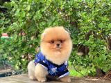Orjinal Pomeranian