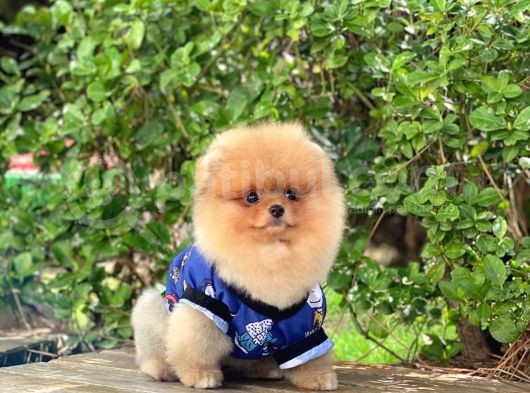 Orjinal Pomeranian
