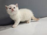 Brittish Shorthair Red Point Yavrular