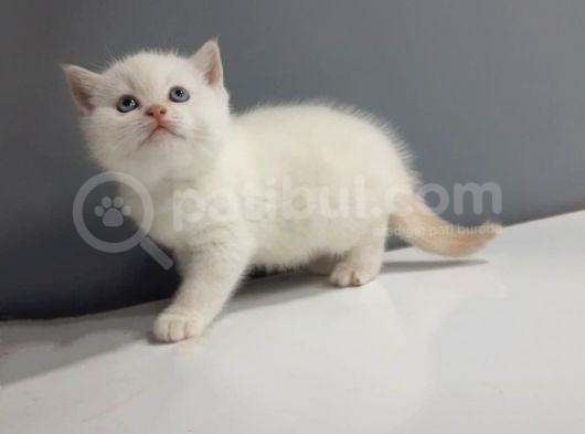 Brittish Shorthair Red Point Yavrular görsel
