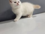 Brittish Shorthair Red Point Yavrular