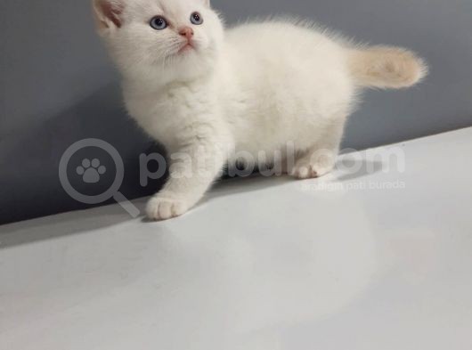 Brittish Shorthair Red Point Yavrular görsel