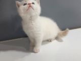 Brittish Shorthair Red Point Yavrular