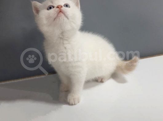 Brittish Shorthair Red Point Yavrular görsel