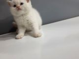 Brittish Shorthair Red Point Yavrular
