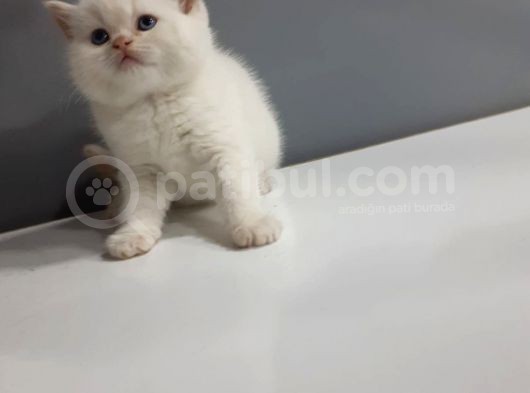 Brittish Shorthair Red Point Yavrular