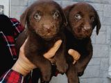 Show Kalite Labrador Bebekler