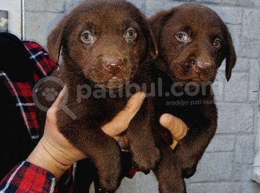 Show Kalite Labrador Bebekler görsel