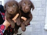 Show Kalite Labrador Bebekler