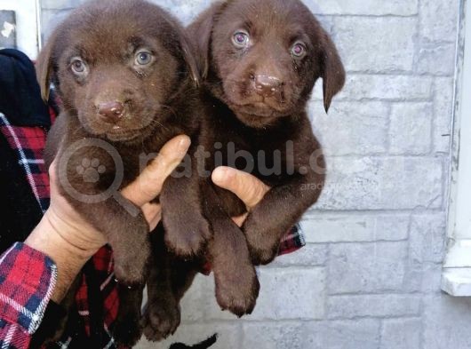 Show Kalite Labrador Bebekler