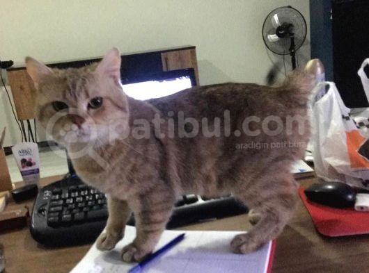 1.5 Yaşında Erkek British Goldie