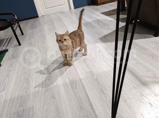 1.5 Yaşında Erkek British Goldie görsel