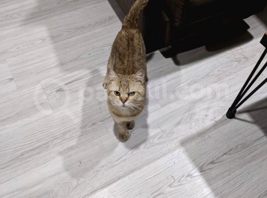 1.5 Yaşında Erkek British Goldie görsel