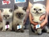 En Güzel Bluepoi̇nt Yavrulari