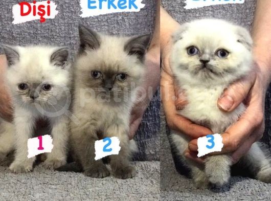 En Güzel Bluepoi̇nt Yavrulari