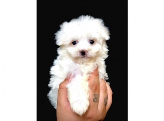 Özel Irk Maltipoo Bebeği görsel