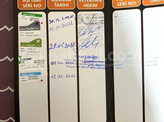 4 Aylık Erkek Scootish Fold Longhair Lilac görsel